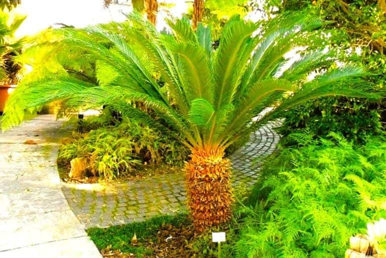 Cycas_revoluta-Holek_CCby3.0atWikimedia.jpg