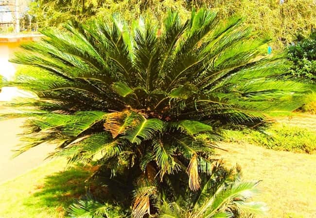 Sago palm growing in a landscape