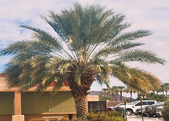 A date palm in front of a building with a car park