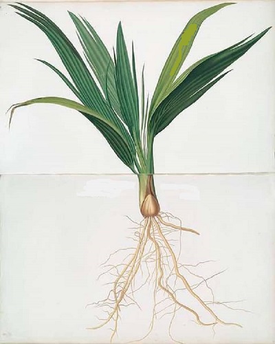 Date palm Diagram art