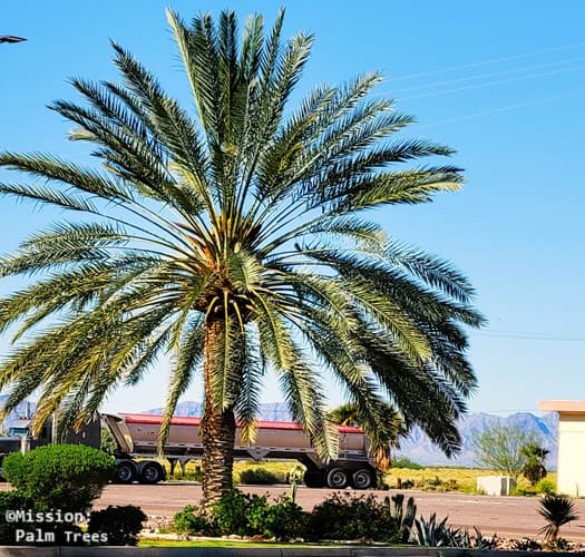 A date palm tree with it round crown