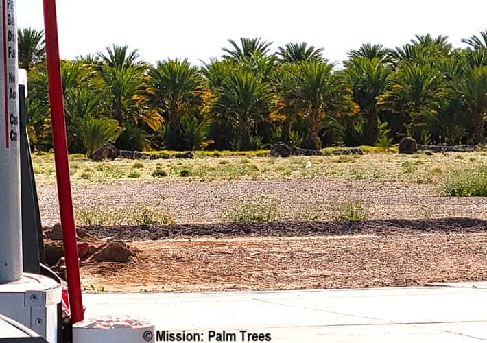 Date palm tree grove