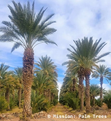 Date palms growing in a commercial grove in Arizona Date palms growing in a commercial grove in Arizona