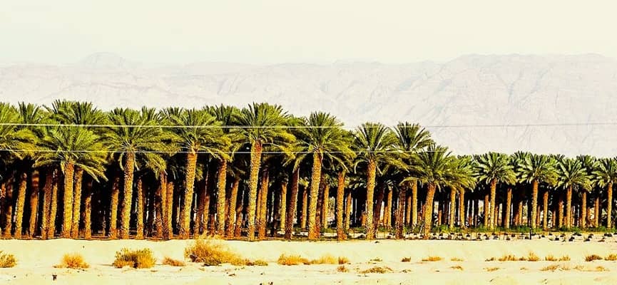 commercial date palm grove in Israel
