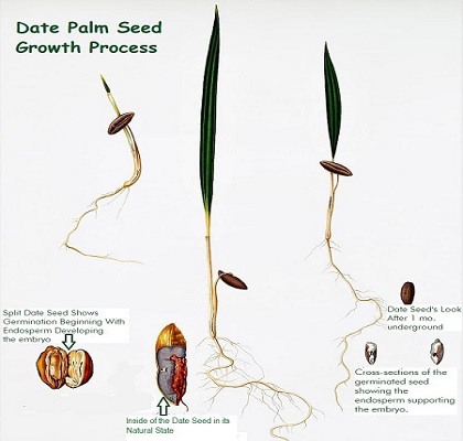 Date Palm Sprout Process