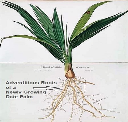 Newly growing date palm has its first roots. Date Palm Tree's Adventitious Roots