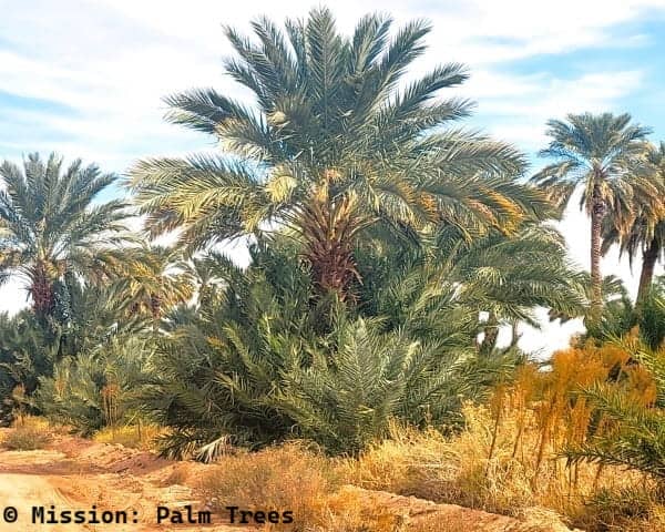 A grove filled with date palms