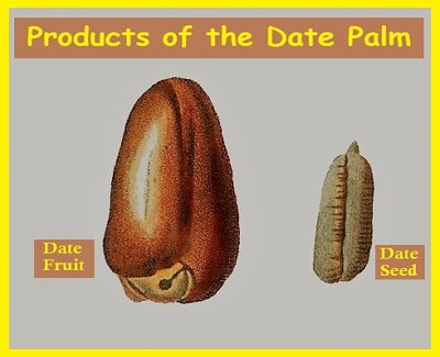 Date Palm Tree produces delicious fruit, and the seed is useful, too. date palm products showing the fruit and the seed