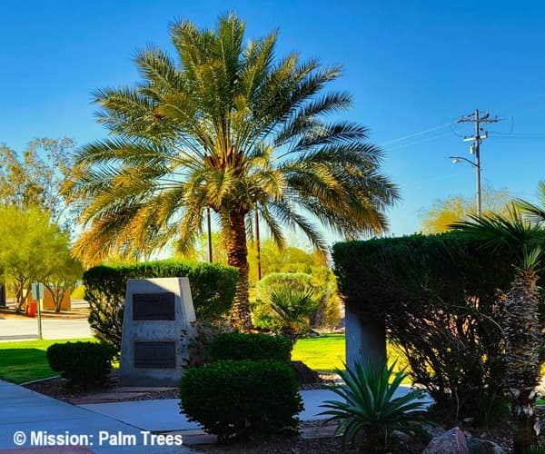 Nice rounded crown on this Date Palm in Dateland AZ