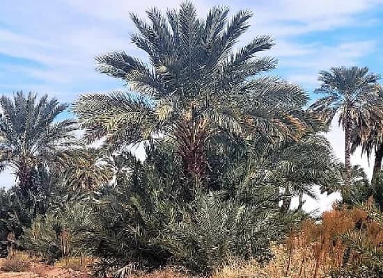 Dateland date palm commercial grove. Date Palms growing in a desert area