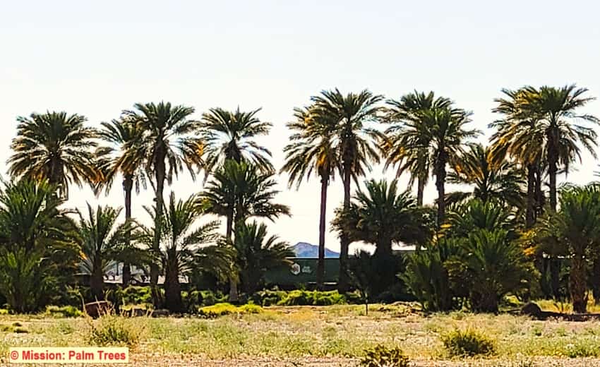 A grove of date palm trees in Arizona