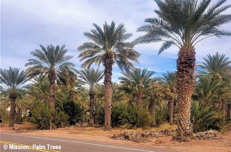 Palm Tree Fruit Can Be Delish - Edible or Inedible: Which?