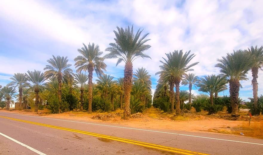 Grove of Edible Date Palms along a roadway
