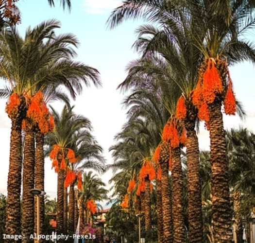 row of date palms with date fruits on both sides of pathway