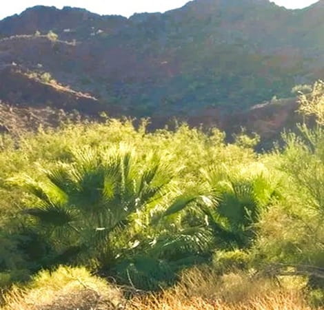 Young Desert Fan Palm grows in the desert with mountains in the background. Young Desert Fan Palm grows in the desert with mountains in the background.