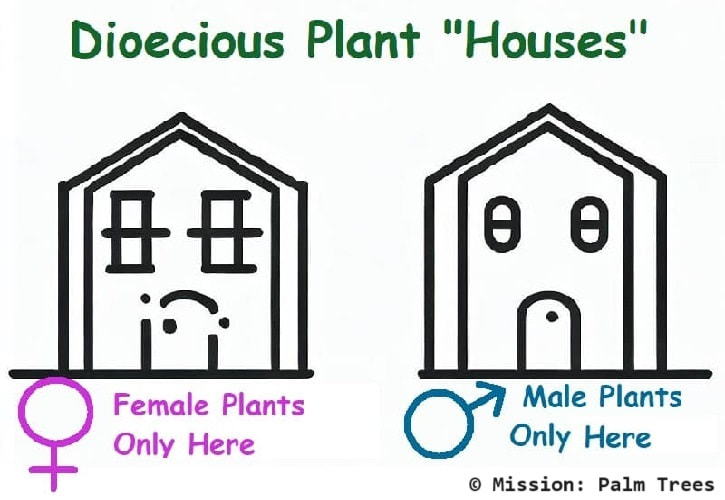 Dioecious VS Monoecious What it Means for Palm & Plant Biology
