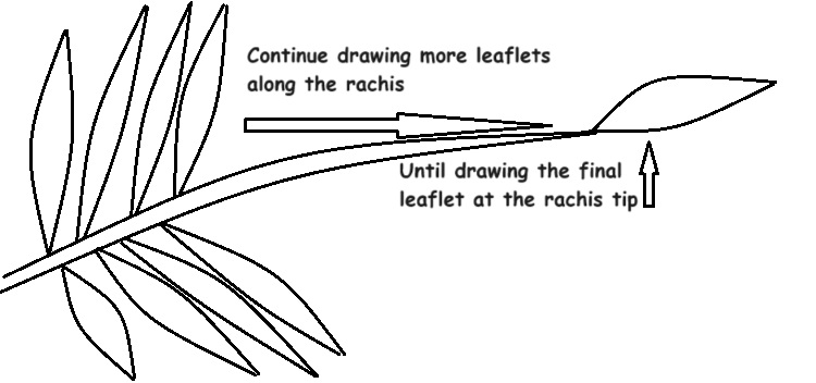 demonstrating how to add feather leaflets to complete a frond demonstrating how to add feather leaflets to complete a frond