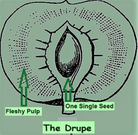 Diagram of the parts of the category of fruits called a drupe Diagram of the parts of the category of fruits called a drupe