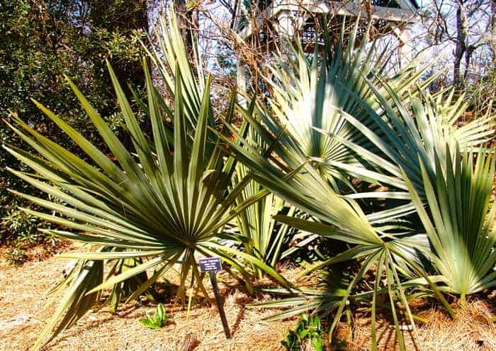 Dwarf palmetto which has fronds that look like a starburst