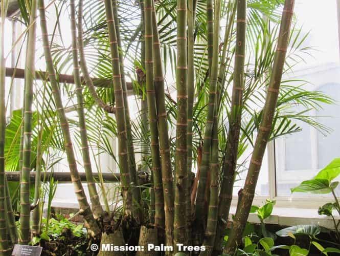 Trunks of the clumping butterfly palm