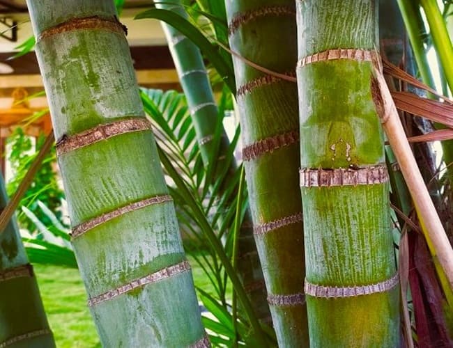 close up of the trunk of the Golden Cane Palm which is reminiscent of bamboo