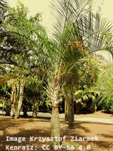 Palm fronds form a triangular shape on the Triangle Palm