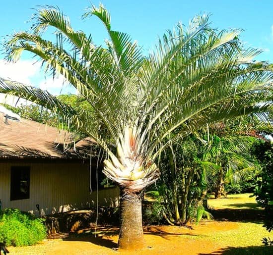 Triangle Palm growing on a Maui property.