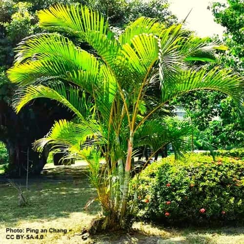 Areca palm tree growing in a grassy area