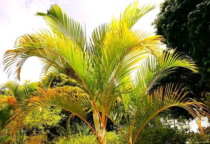 Dypsis lutescens palm tree showing its contrasting colors