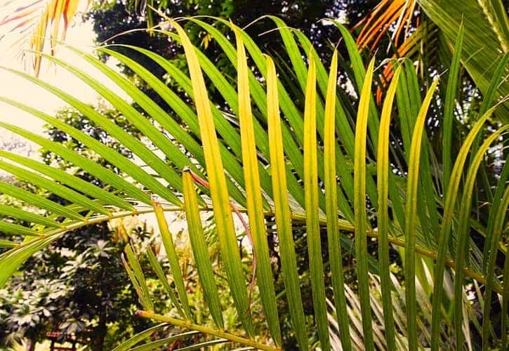 Fronds of Dypsis lutescens in Costa Rica