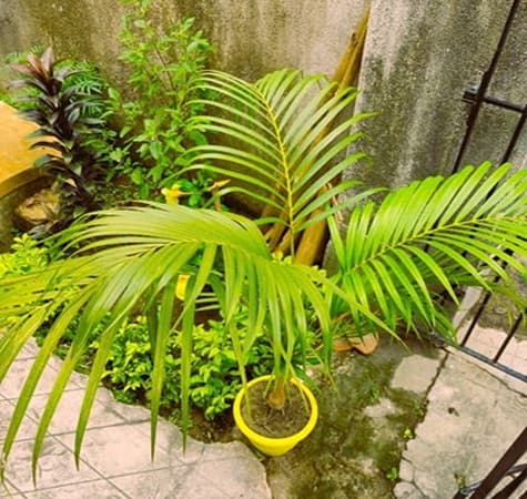 Top down view of an Areca Palm in a container