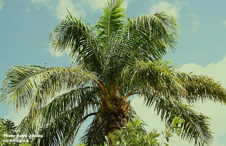the African oil palm crown