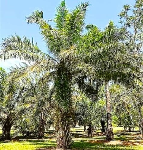 Elaeis guineensis, the African Oil Palm growing in Homestead Florida