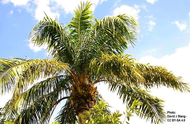 Elaeis guineensis, crown of the African Oil Palm