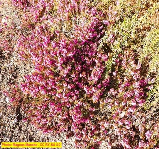 The Bushy Mediterranean Heather, Erica carnea var. Challenger at Cambridge University Botanic Garden