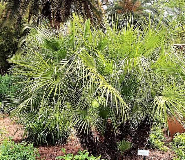Landscaping With Palm Trees - Top Planning Ideas!