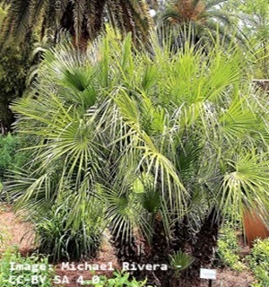 Landscaping With Palm Trees - Top Planning Ideas!