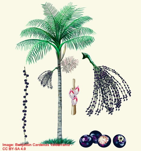 drawings of an acai palm, its flowers and its fruits
