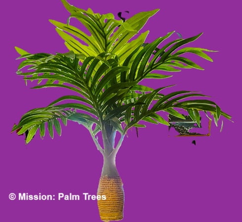 Imitation bottle palm