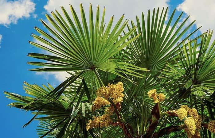 palm tree with palmate fronds that look like fans.