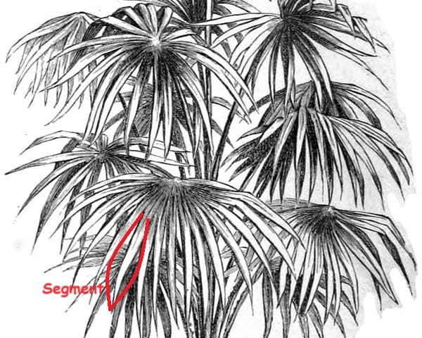 Palm tree fan fronds Palm tree fan fronds