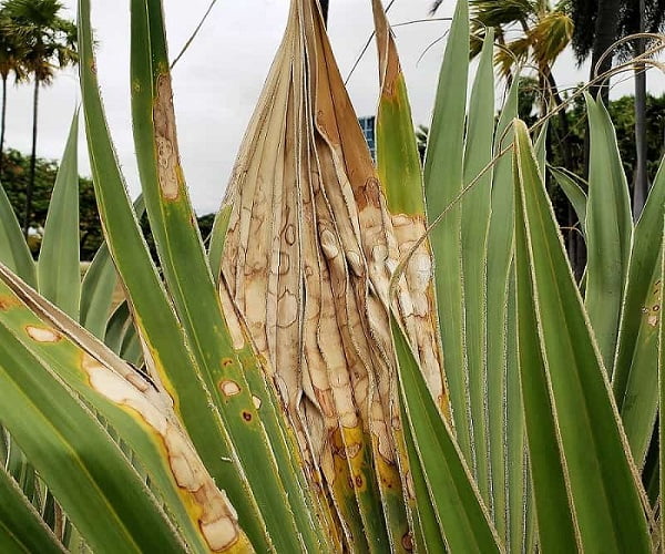 Fan Palm with Blight Problem