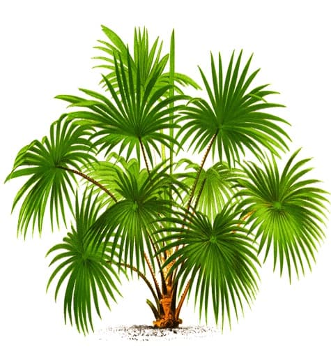 Fan Palm with its leaves Fan Palm with its leaves