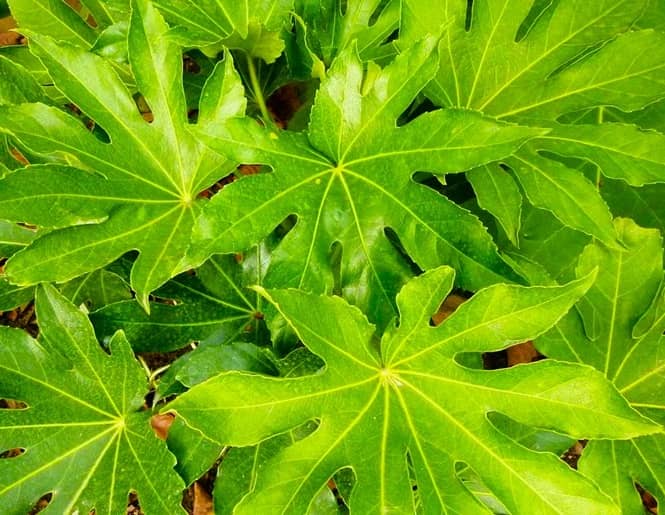 many lobed leaves of the paperplant