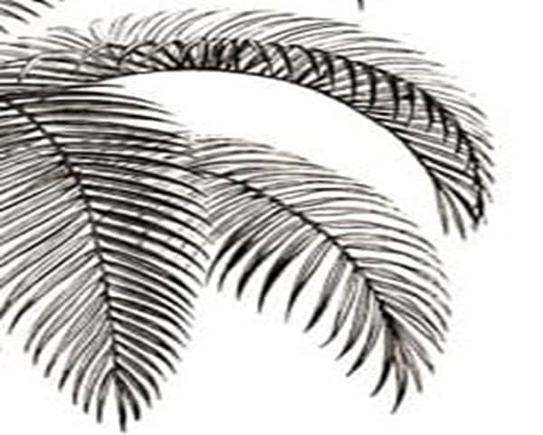 Palm tree feather fronds Palm tree feather fronds
