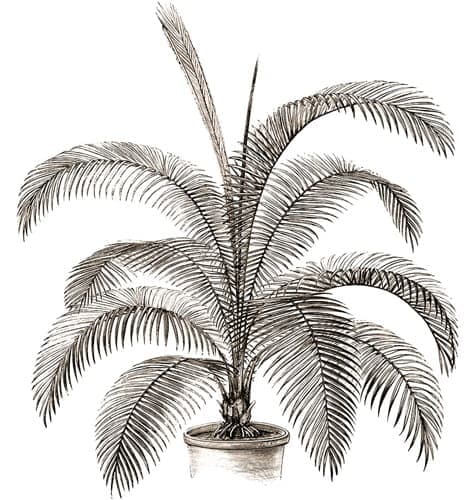 Potted feather palm tree Potted feather palm tree