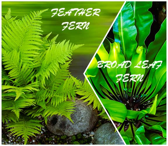 Illustrating the difference between two types of ferns, one feathery and one broad leaved Illustrating the difference between two types of ferns, one feathery and one broad leaved