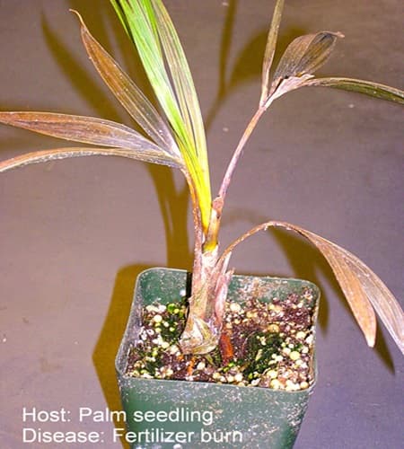 Fertilizers Can Cause Leaf Burn Fertilizers Can Cause Leaf Burn