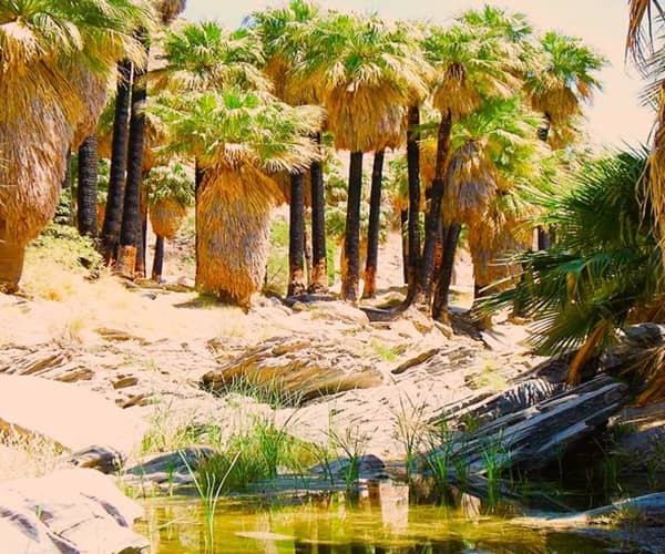 W. filifera palms growing near a New Mexico pond W. filifera palms growing near a New Mexico pond
