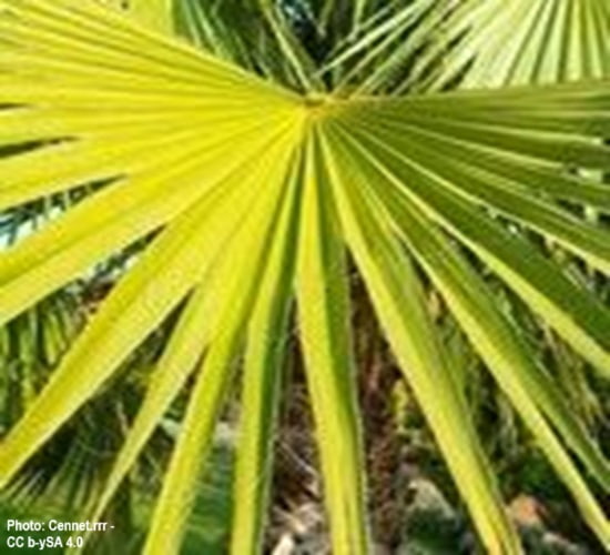 close up of a frond from the Desert Fan Palm close up of a frond from the Desert Fan Palm